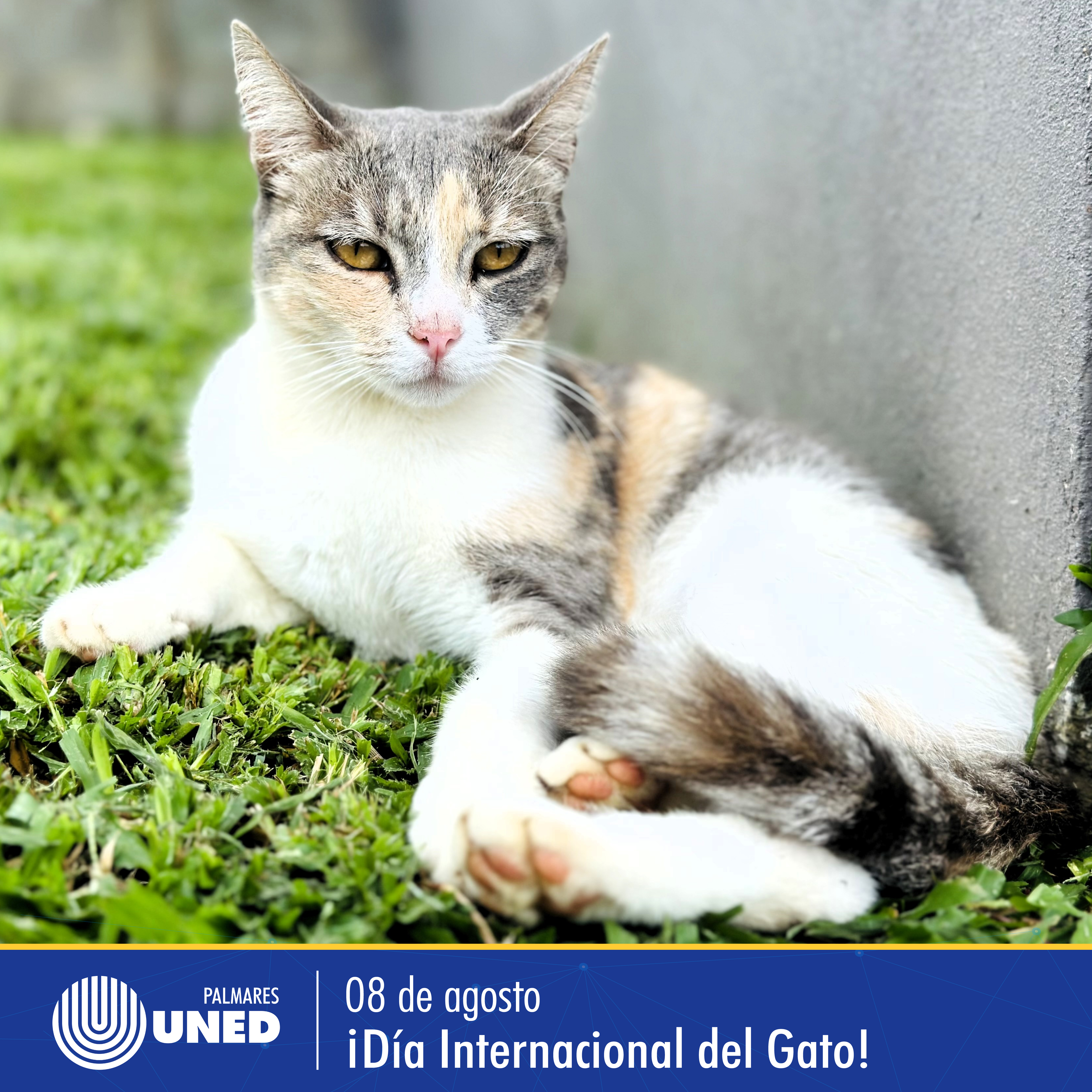 056 Día Internacional del Gato