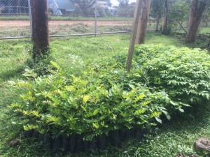 Arboles actualmente (2)